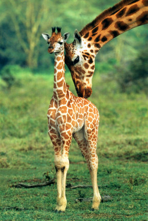giraffe-and-baby.jpg