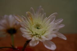 IMGP8358.JPG