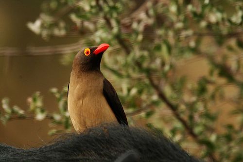 жираф, žirafa, giraffe, oxpecker