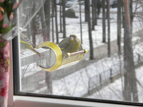 кормушка для птиц, синички, птицы, rack for birds, lesykla paukščiams
