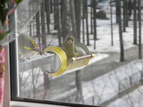 кормушка для птиц, синички, птицы, rack for birds, lesykla paukščiams
