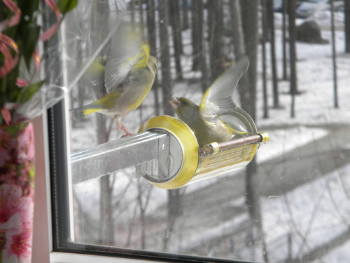 кормушка для птиц, синички, птицы, rack for birds, lesykla paukščiams