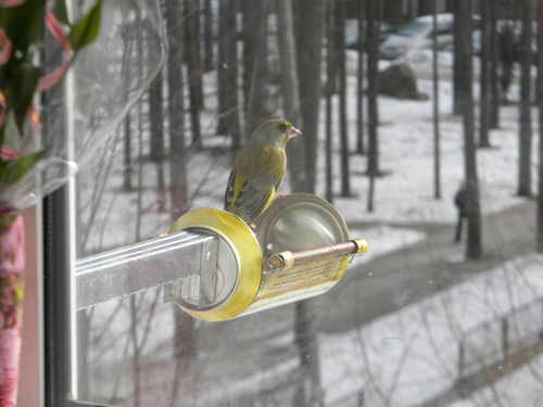 кормушка для птиц, синички, птицы, rack for birds, lesykla paukščiams