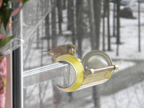 кормушка для птиц, синички, птицы, rack for birds, lesykla paukščiams