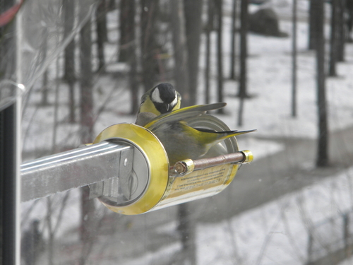 кормушка для птиц, синички, птицы, rack for birds, lesykla paukščiams