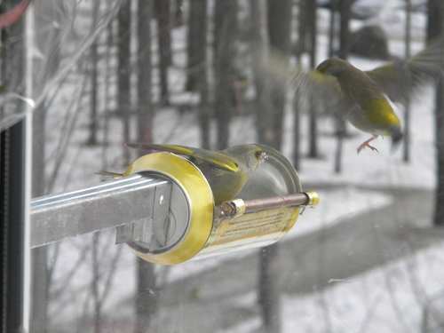 кормушка для птиц, синички, птицы, rack for birds, lesykla paukščiams
