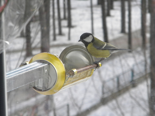 кормушка для птиц, синички, птицы, rack for birds, lesykla paukščiams