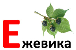 Дидактические карточки для малышей. Буква Е
