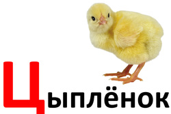 Дидактические карточки для малышей. Буква Ц