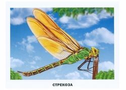 Насекомые. Дидактические карточки. стрекоза