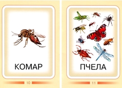 Насекомые. Дидактические карточки. комар