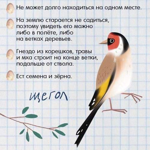 зимующие птицы +для детей зимующие птицы картинки +для детей зимующие птицы названия +для детей картинки перелетных птиц +для детей +с названиями картинки птиц +с названиями +для детей перелетные птицы +для детей про птиц +для детей птицы +для детей птицы +с названиями +для детей птицы картинки +для детей