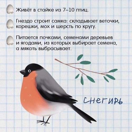 зимующие птицы +для детей зимующие птицы картинки +для детей зимующие птицы названия +для детей картинки перелетных птиц +для детей +с названиями картинки птиц +с названиями +для детей перелетные птицы +для детей про птиц +для детей птицы +для детей птицы +с названиями +для детей птицы картинки +для детей