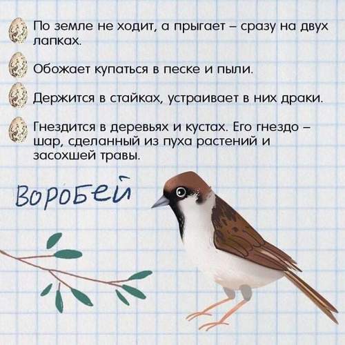зимующие птицы +для детей зимующие птицы картинки +для детей зимующие птицы названия +для детей картинки перелетных птиц +для детей +с названиями картинки птиц +с названиями +для детей перелетные птицы +для детей про птиц +для детей птицы +для детей птицы +с названиями +для детей птицы картинки +для детей