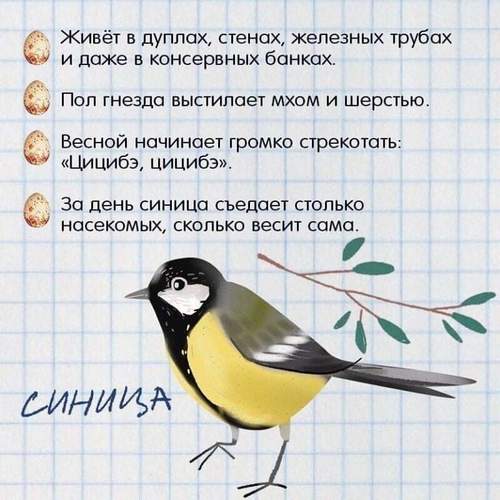 зимующие птицы +для детей зимующие птицы картинки +для детей зимующие птицы названия +для детей картинки перелетных птиц +для детей +с названиями картинки птиц +с названиями +для детей перелетные птицы +для детей про птиц +для детей птицы +для детей птицы +с названиями +для детей птицы картинки +для детей